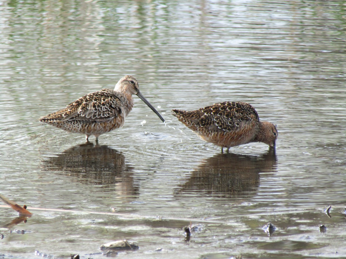 Long-billed Dowitcher - ML618534135