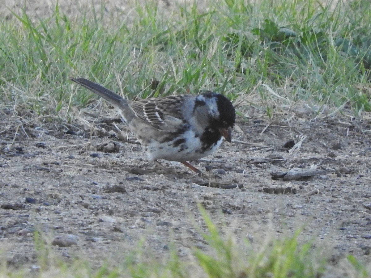 Harris's Sparrow - ML618534139