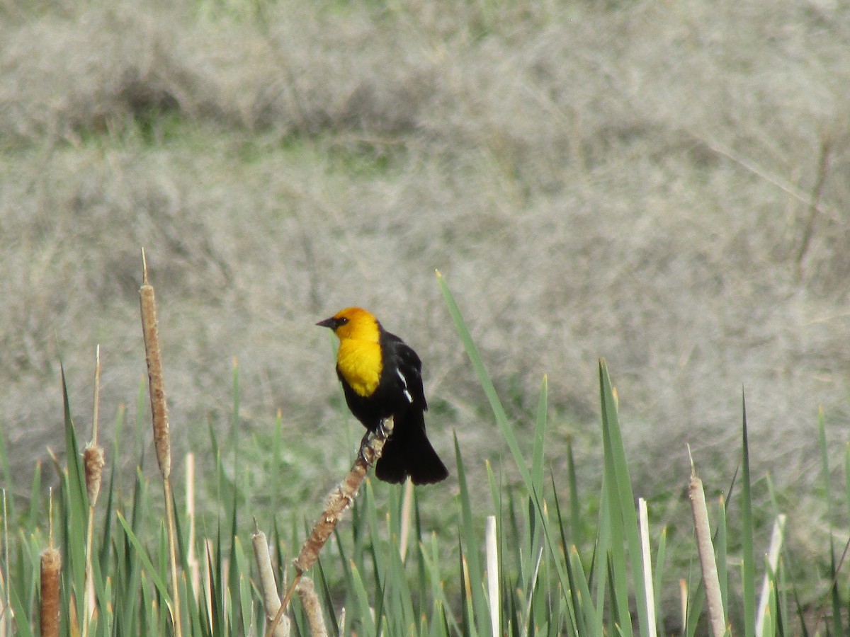 Yellow-headed Blackbird - ML618534159