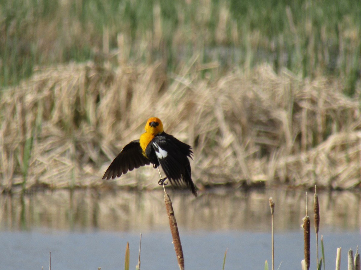 Yellow-headed Blackbird - ML618534165