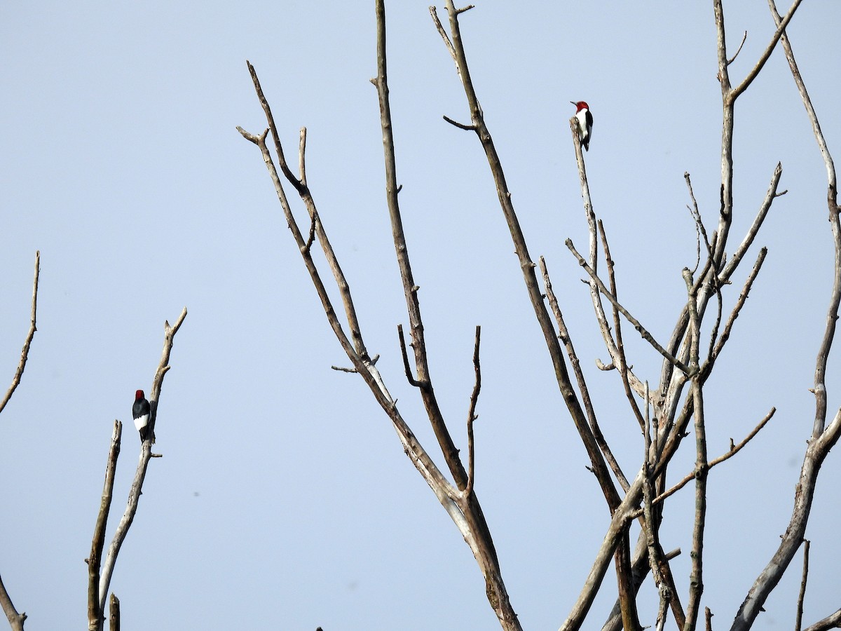 Red-headed Woodpecker - ML618534173