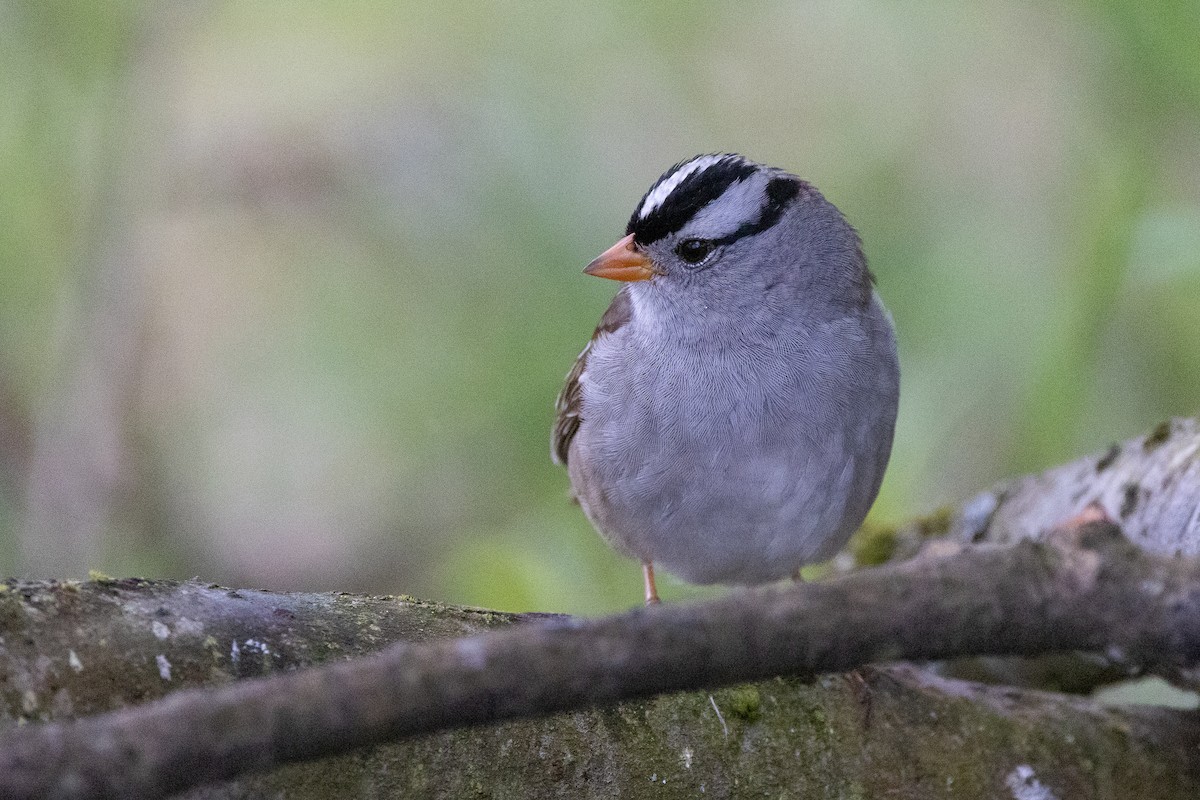 White-crowned Sparrow - ML618534231