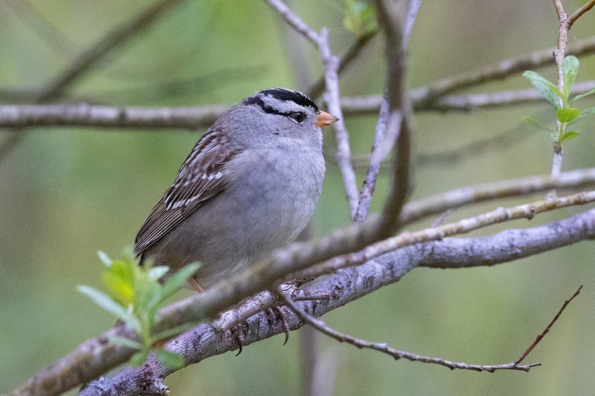 White-crowned Sparrow - John Reynolds