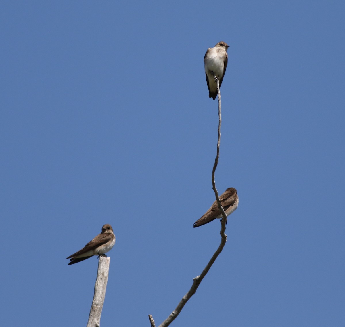 Northern Rough-winged Swallow - ML618534249