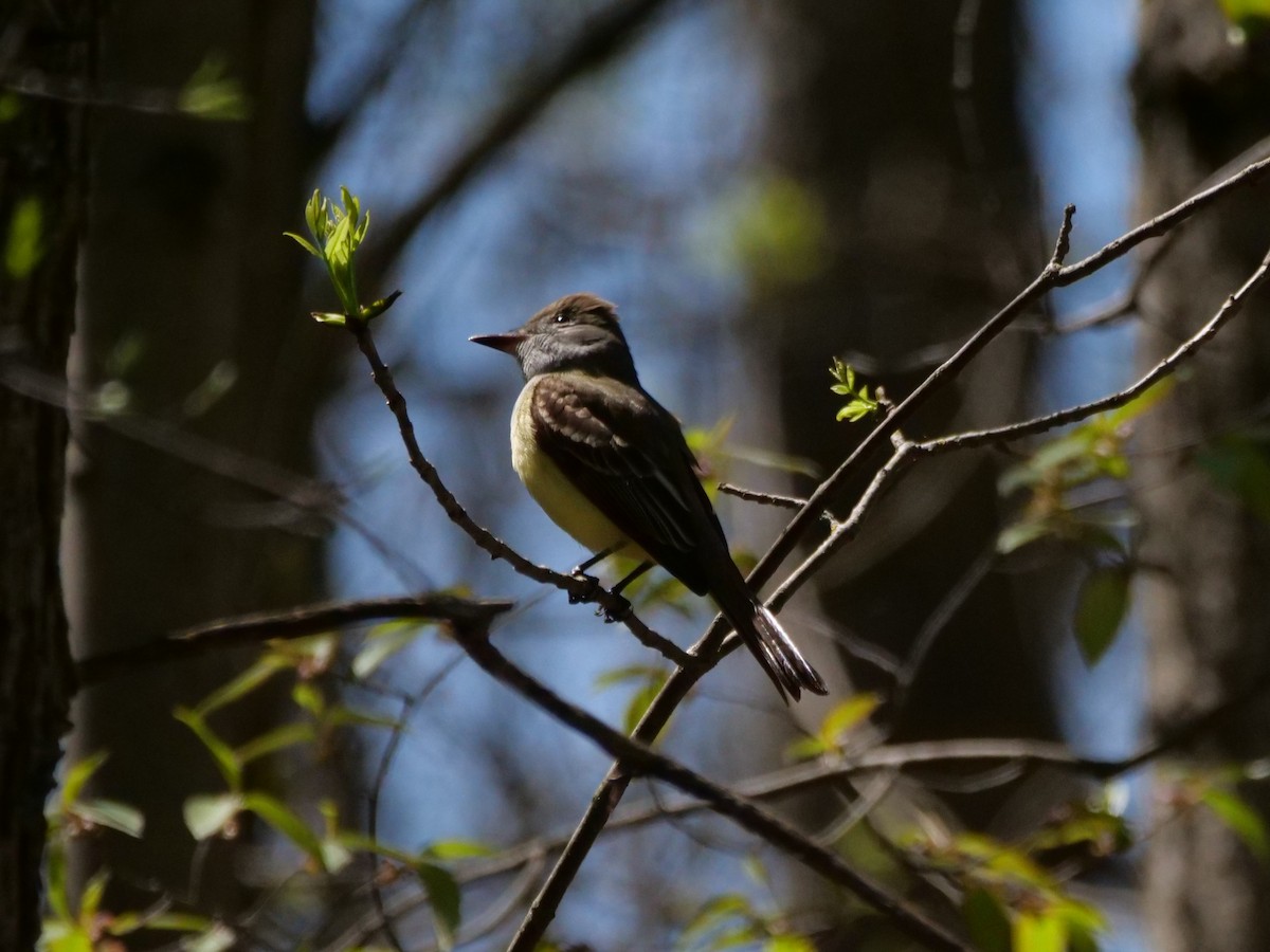 Great Crested Flycatcher - ML618534262