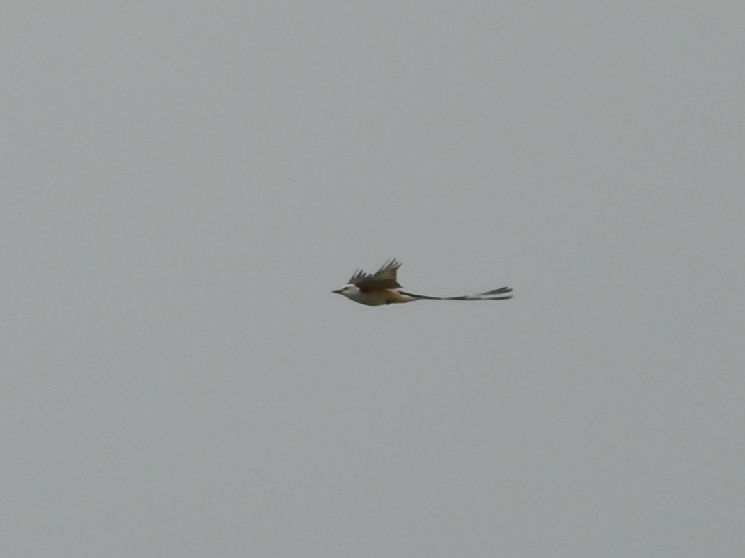 Scissor-tailed Flycatcher - ML618534308