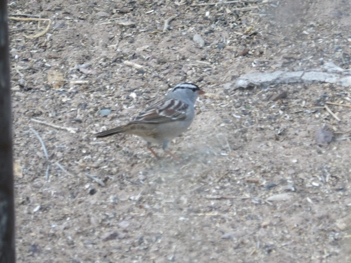 White-crowned Sparrow - Nicolette Emms