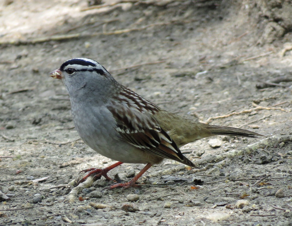 White-crowned Sparrow - Eric D Gyllenhaal