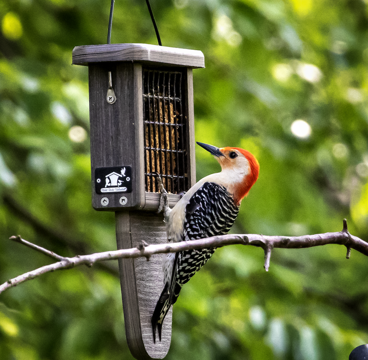 Red-bellied Woodpecker - ML618534326