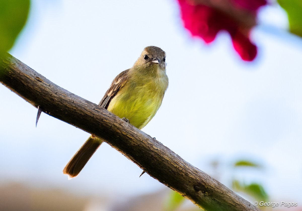 Southern Mouse-colored Tyrannulet - ML618534332