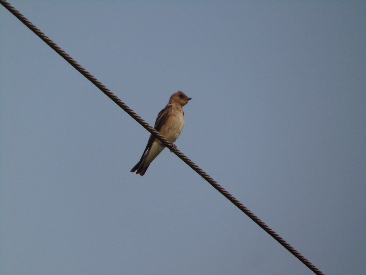 Southern Rough-winged Swallow - ML618534346