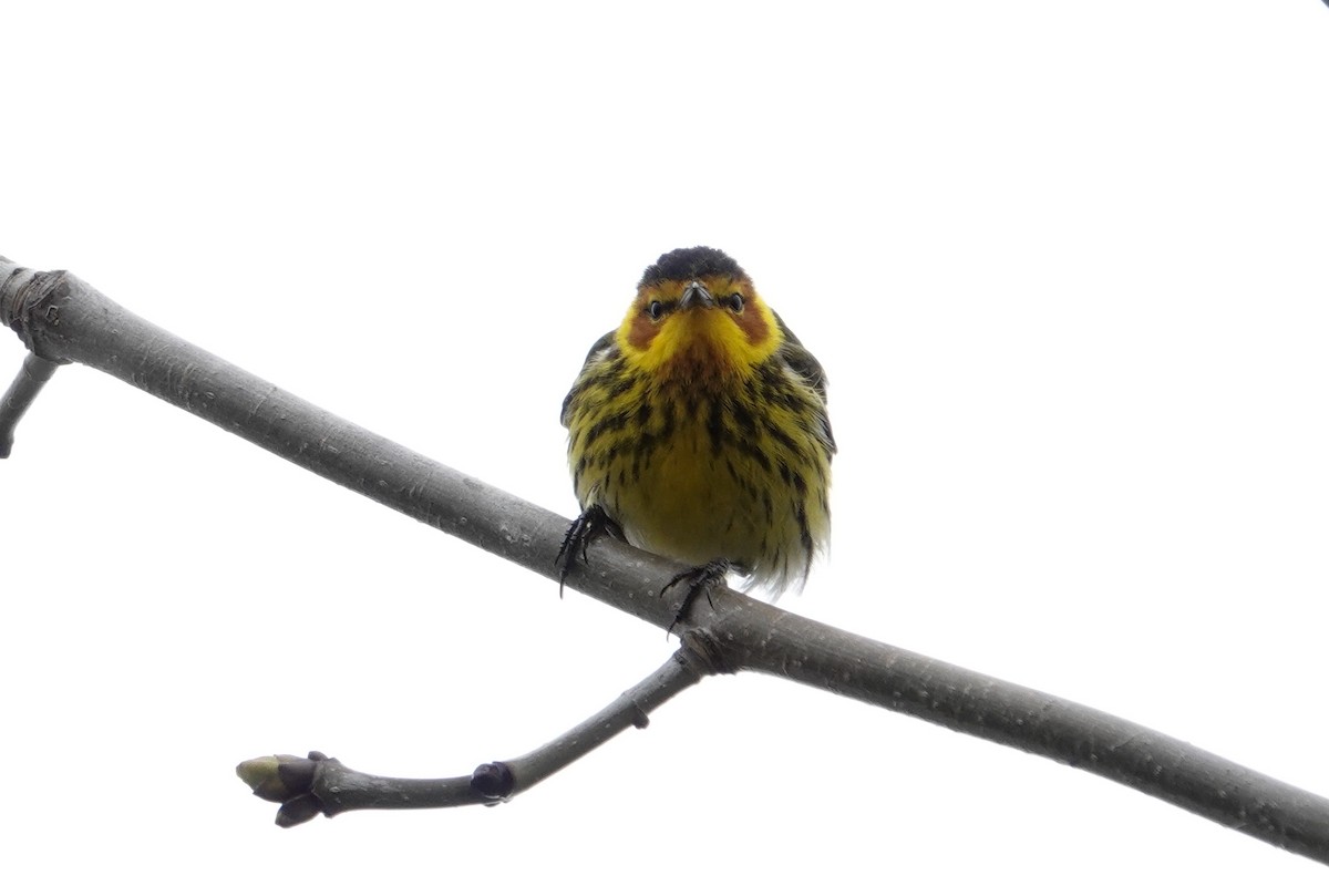 Cape May Warbler - ML618534360