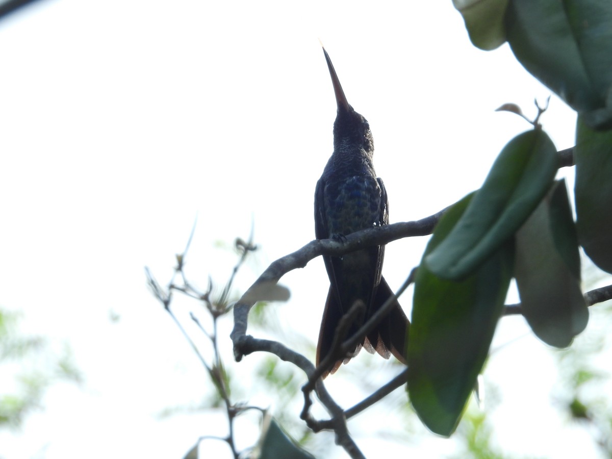 kolibřík safírovobřichý - ML618534377
