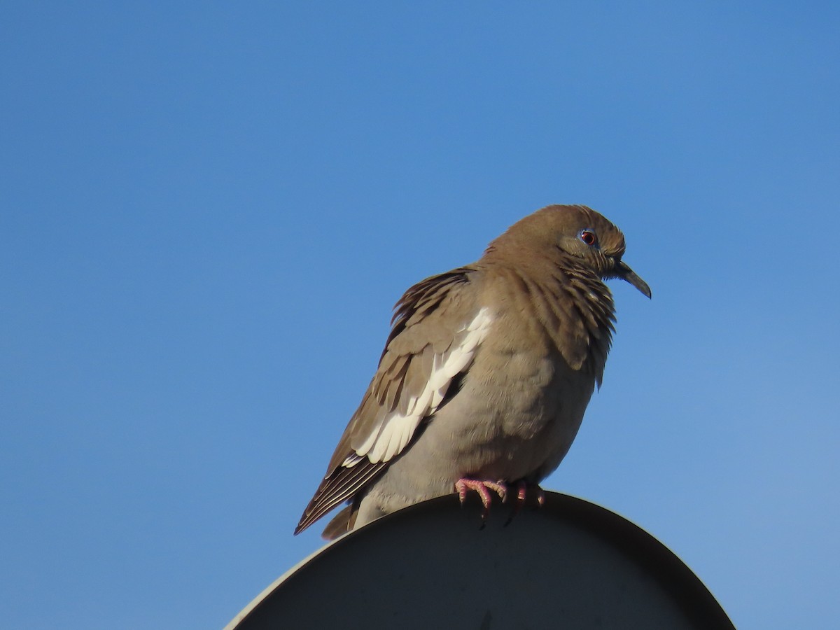 White-winged Dove - ML618534394