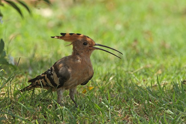 Eurasian Hoopoe: Vagrant. - Eurasian Hoopoe - 