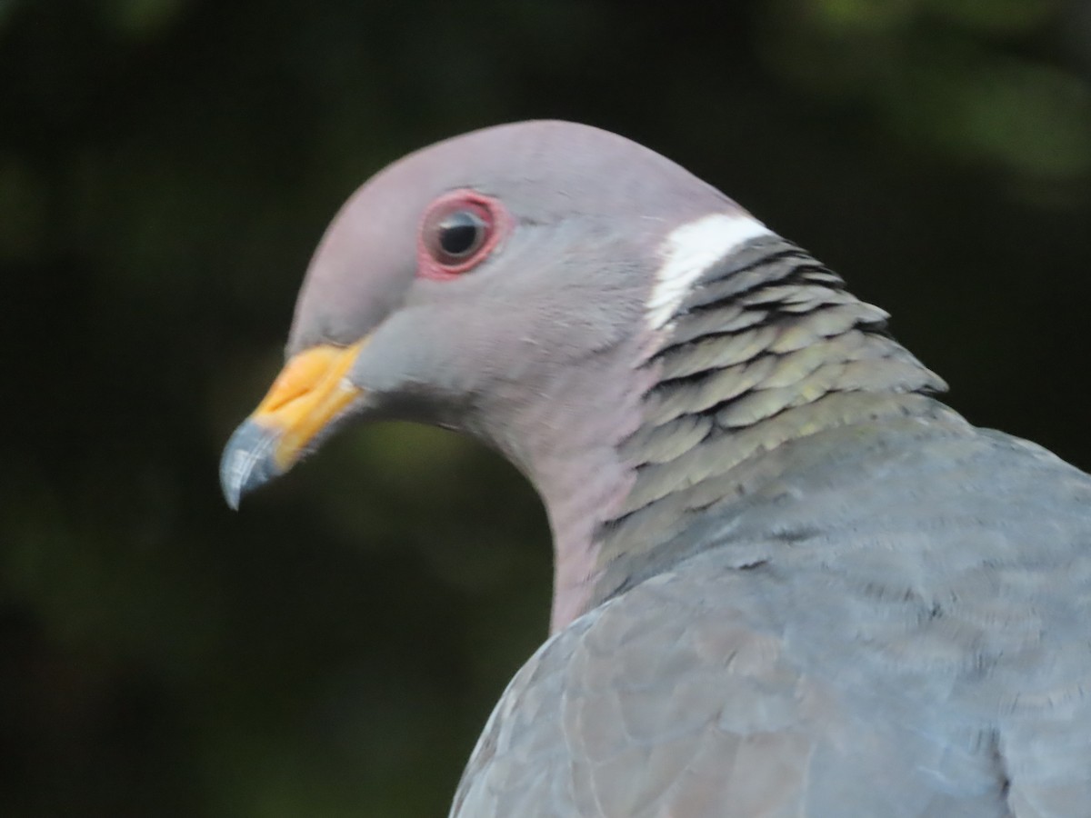 Band-tailed Pigeon - ML618534429