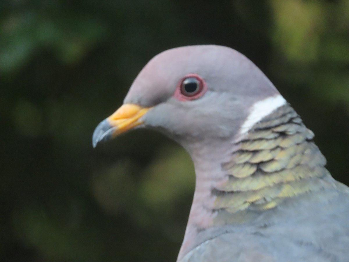 Band-tailed Pigeon - ML618534431