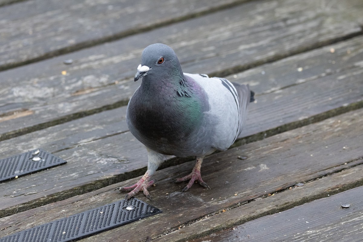 Сизый голубь (Одомашненного типа) - ML618534457