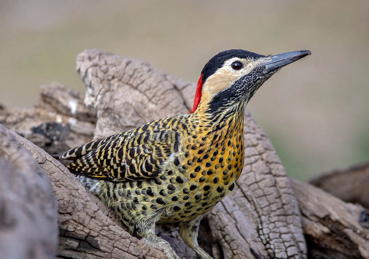 Green-barred Woodpecker - ML618534463