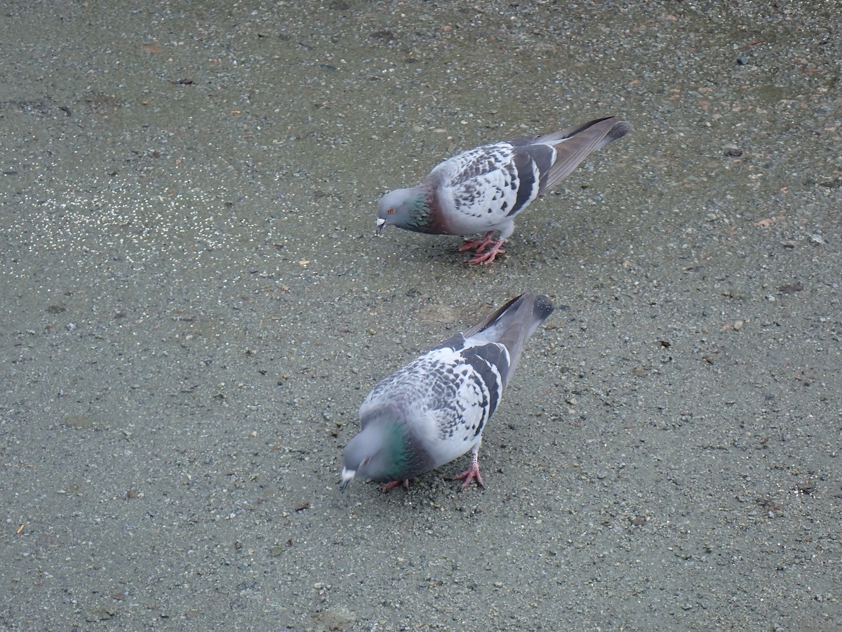 Rock Pigeon (Feral Pigeon) - ML618534580