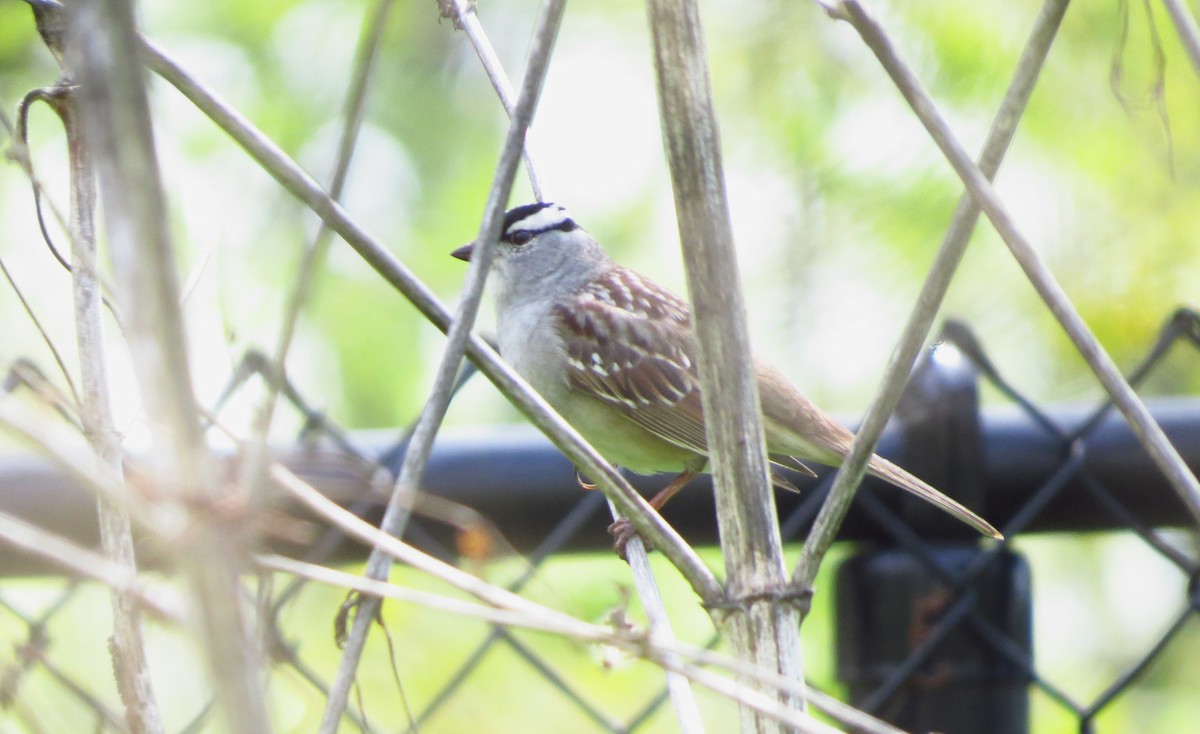 White-crowned Sparrow - ML618534603