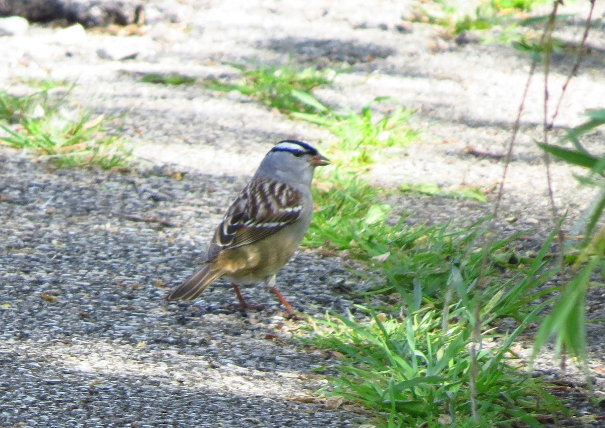 White-crowned Sparrow - ML618534604