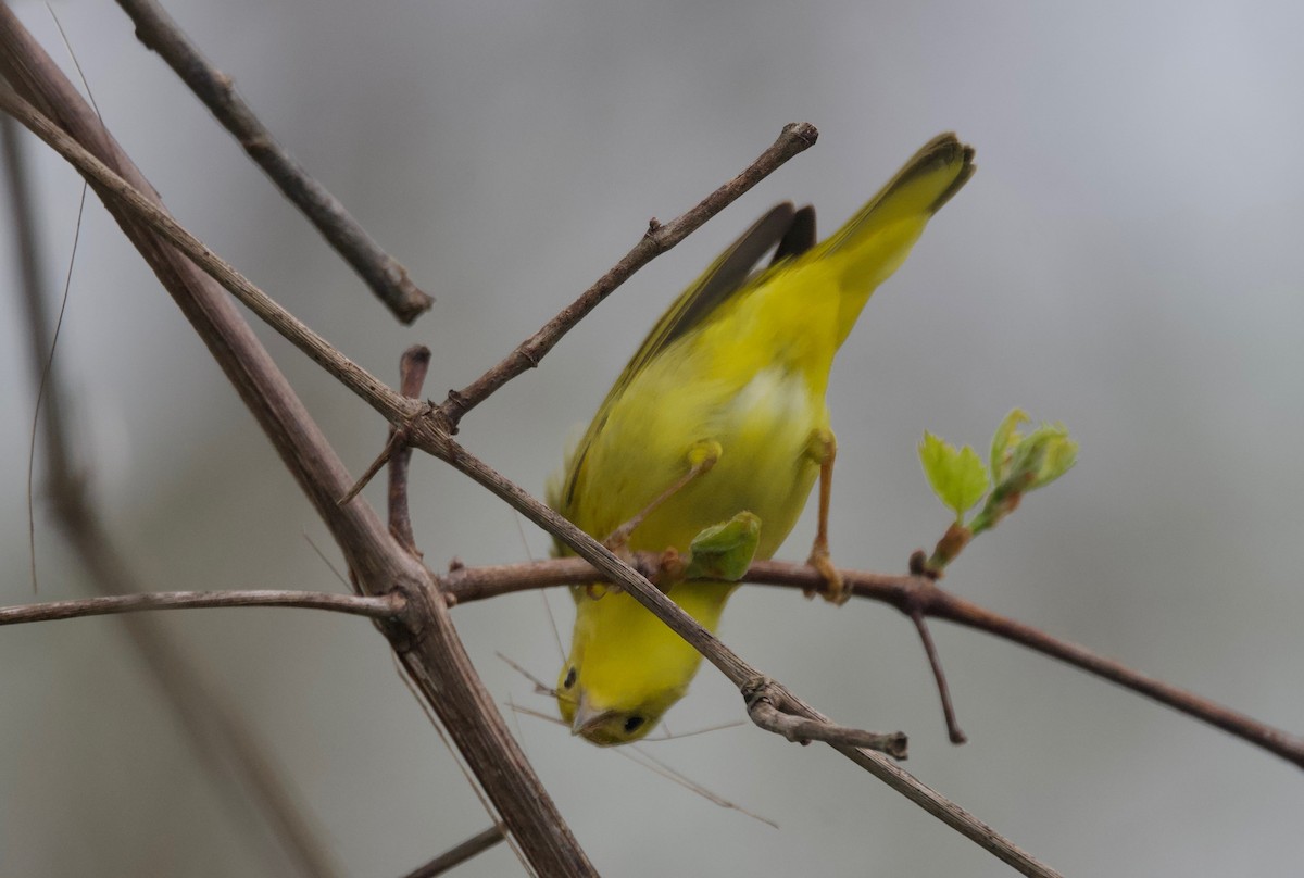 Yellow Warbler (Northern) - Ken Rosenberg