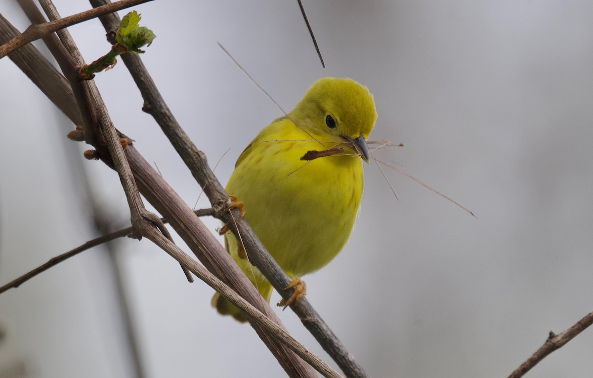 Yellow Warbler (Northern) - ML618534609