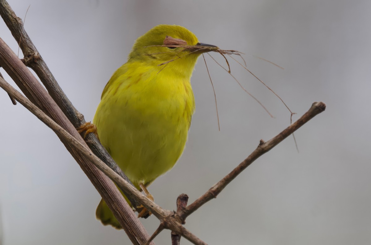 Yellow Warbler (Northern) - ML618534611