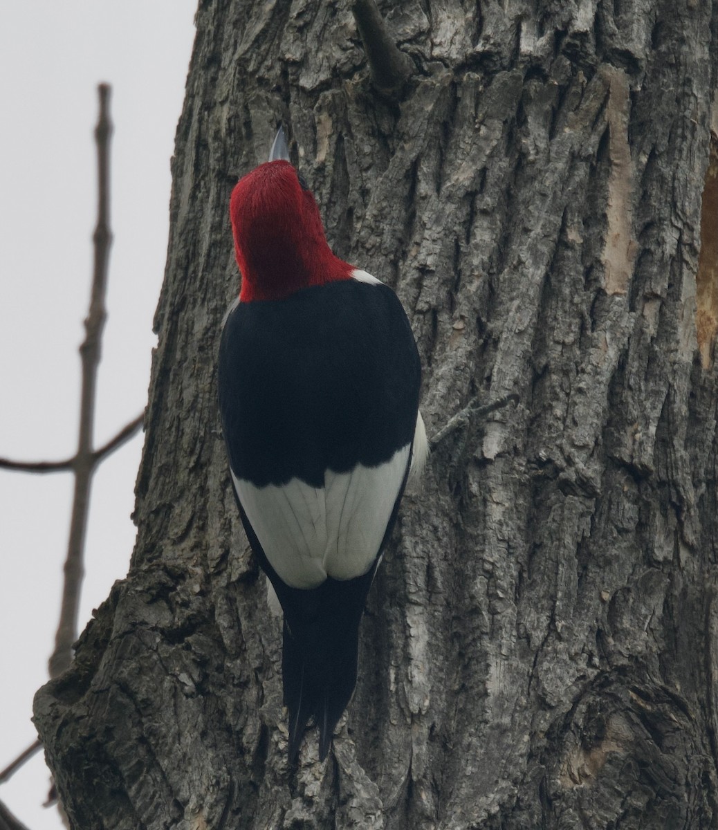 Red-headed Woodpecker - ML618534642