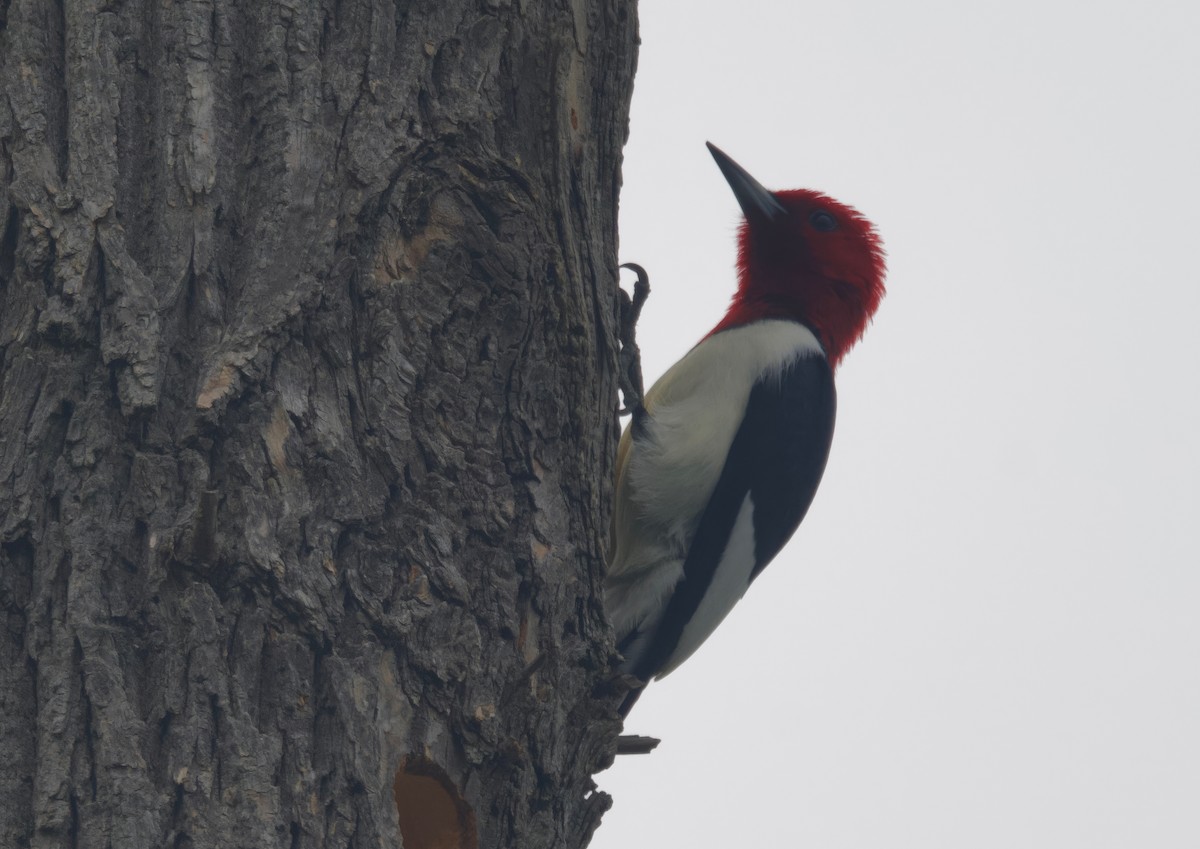 Red-headed Woodpecker - ML618534643