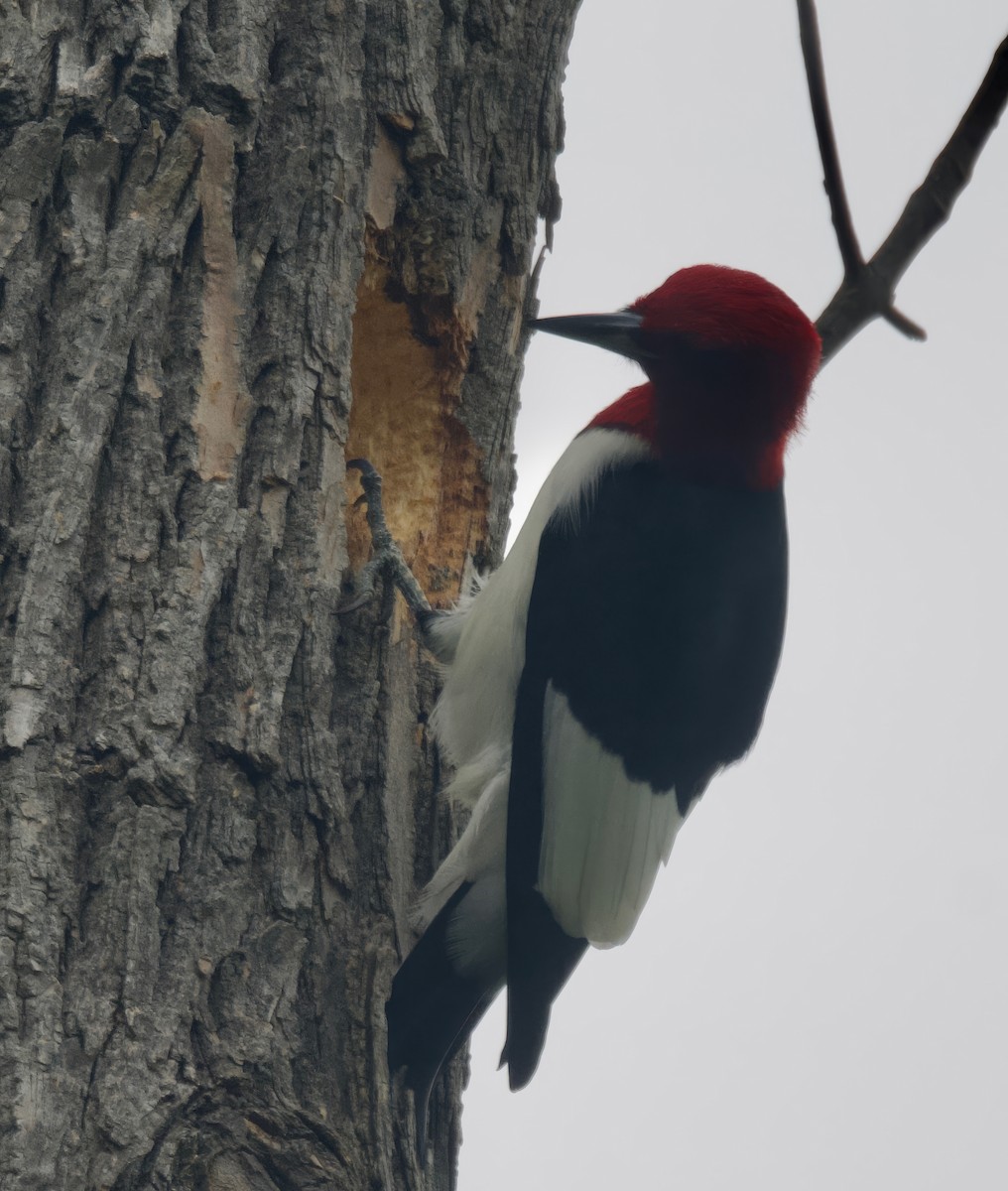 Red-headed Woodpecker - ML618534644