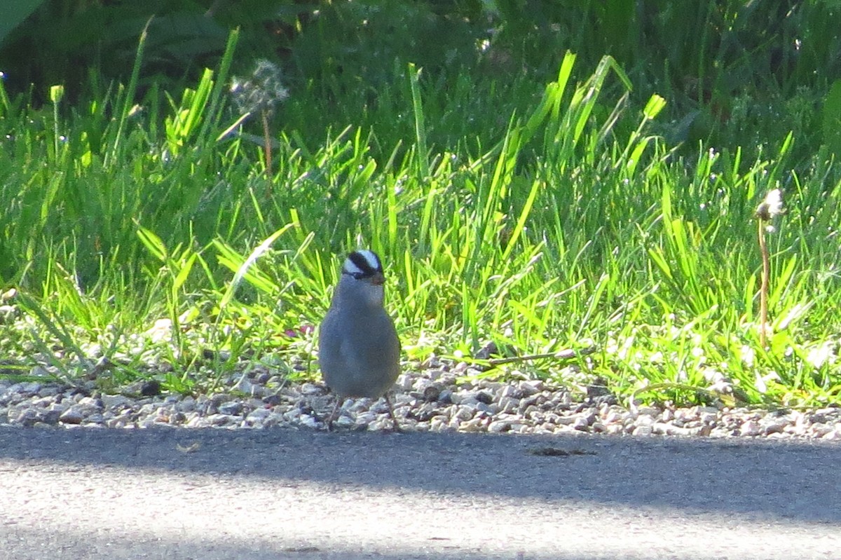 White-crowned Sparrow - ML618534678
