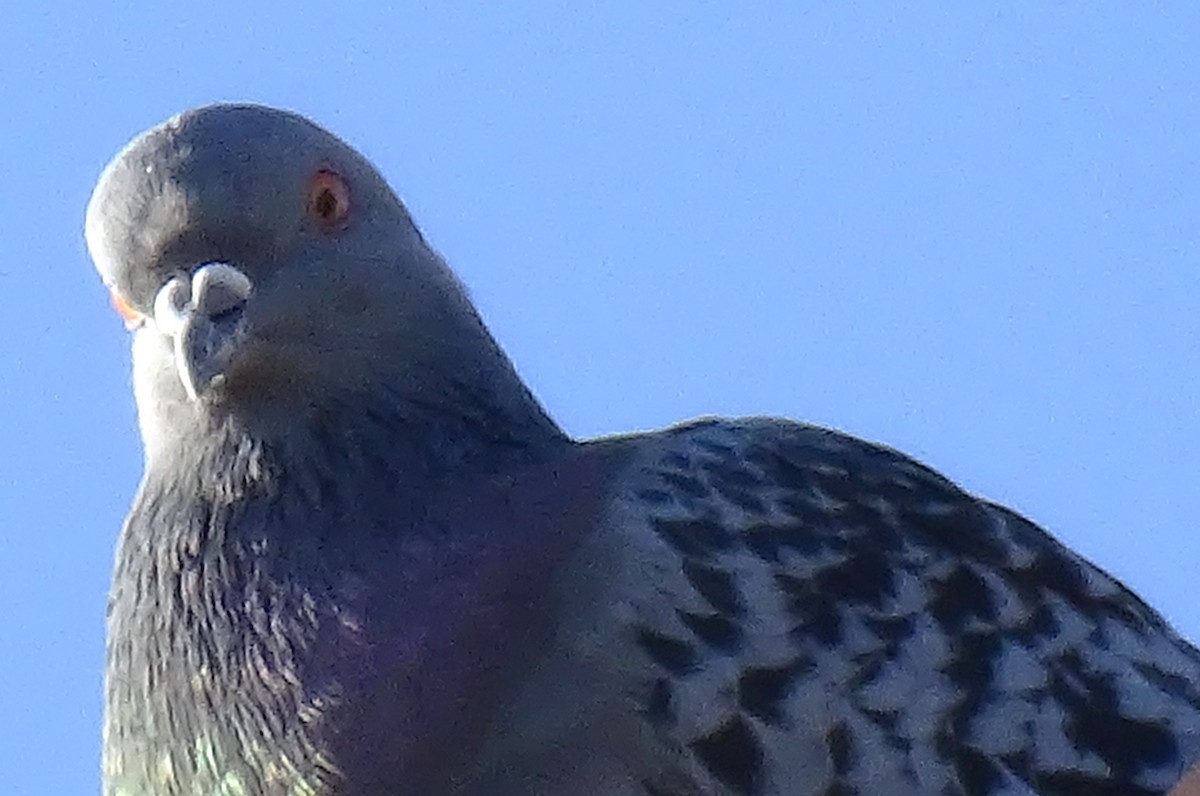 Rock Pigeon (Feral Pigeon) - ML618534679