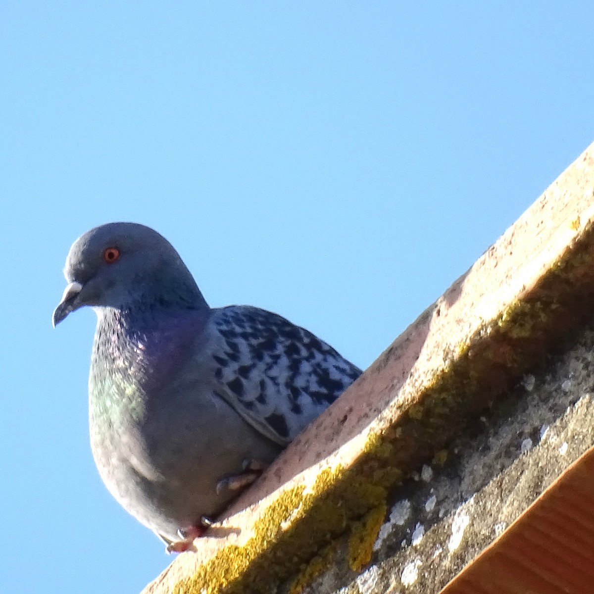Rock Pigeon (Feral Pigeon) - ML618534680
