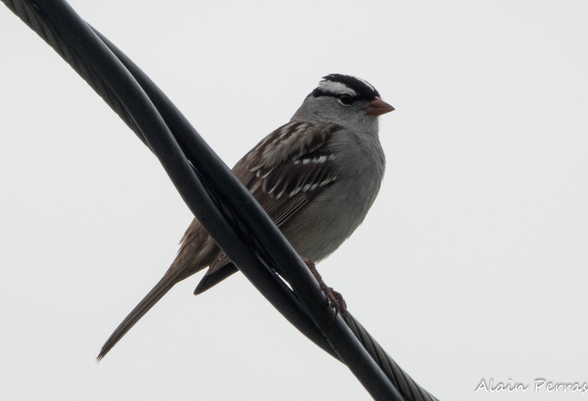 White-crowned Sparrow - ML618534703