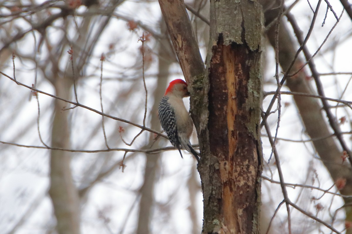 Red-bellied Woodpecker - ML618534717