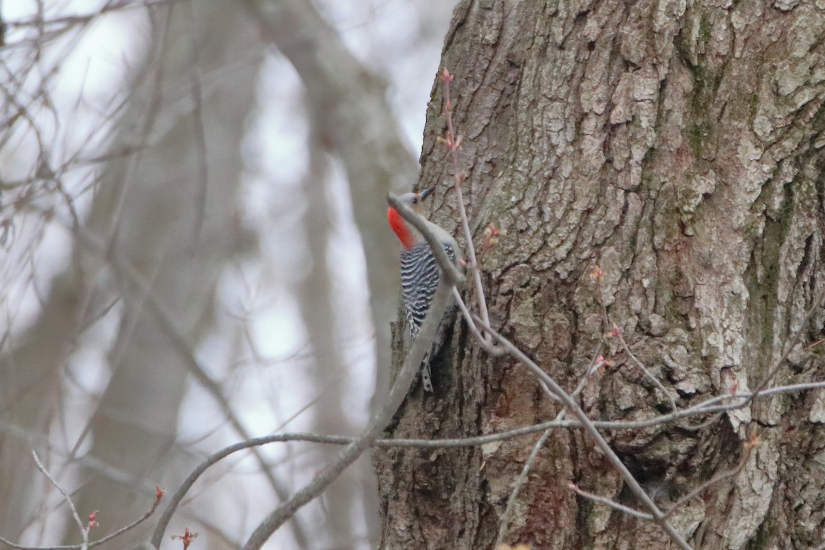 Red-bellied Woodpecker - ML618534730