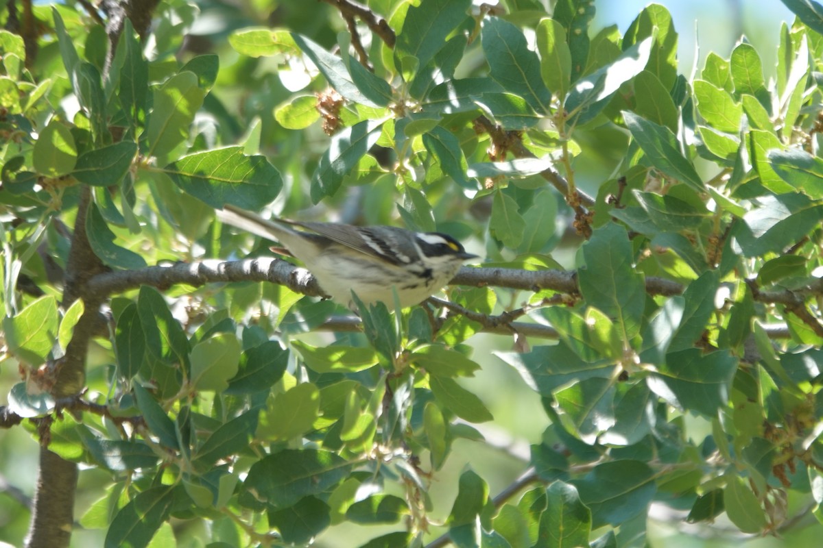 Black-throated Gray Warbler - ML618534736