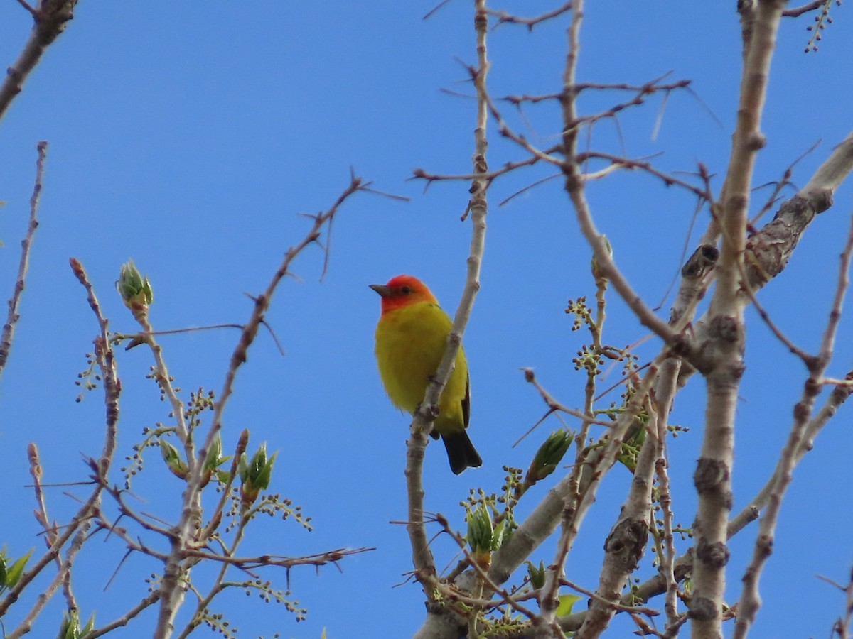 Western Tanager - ML618534771