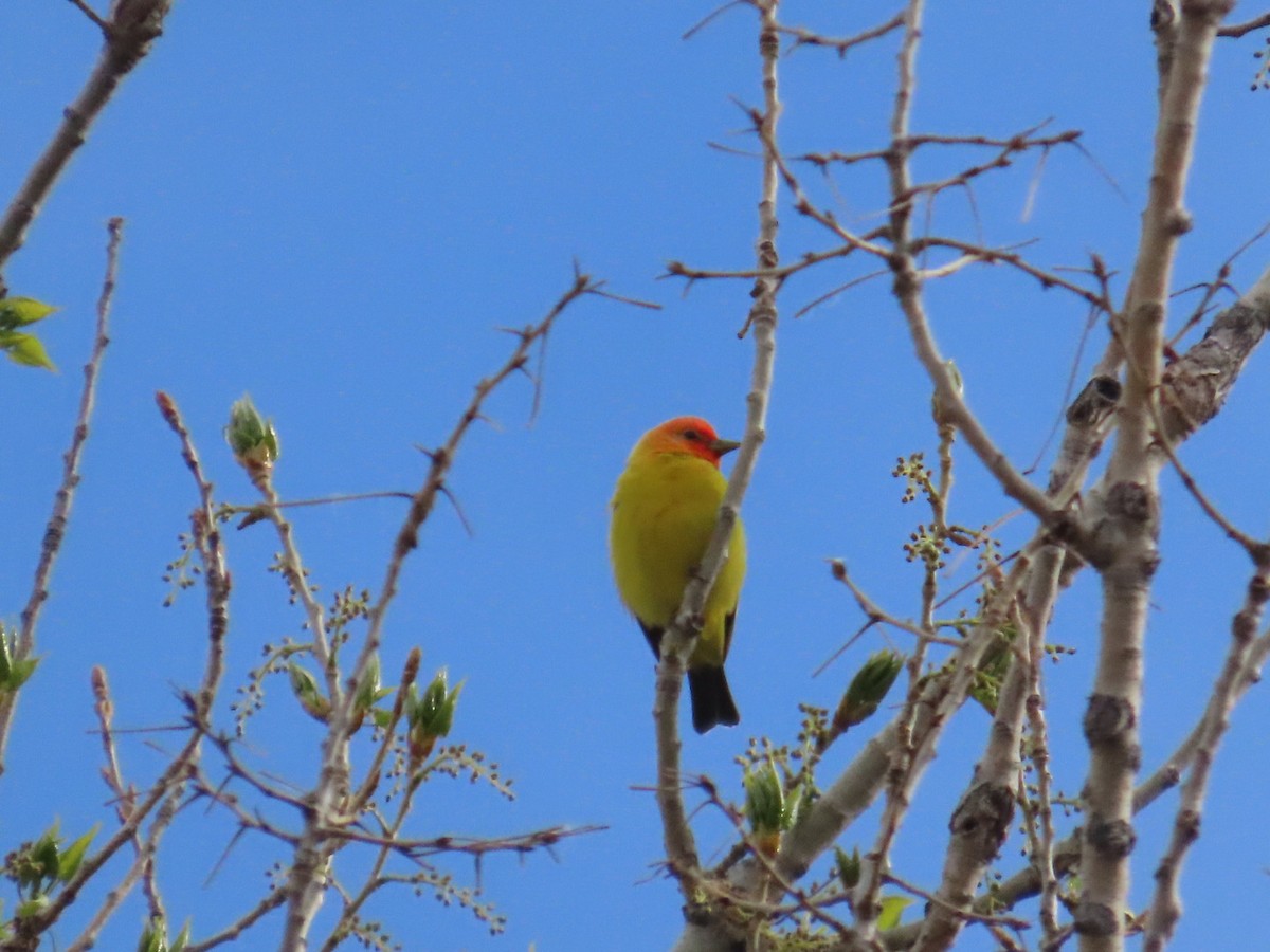 Western Tanager - ML618534772