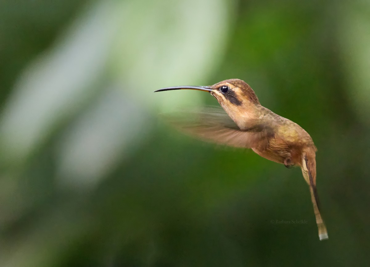 kolibřík proužkohrdlý - ML618534801