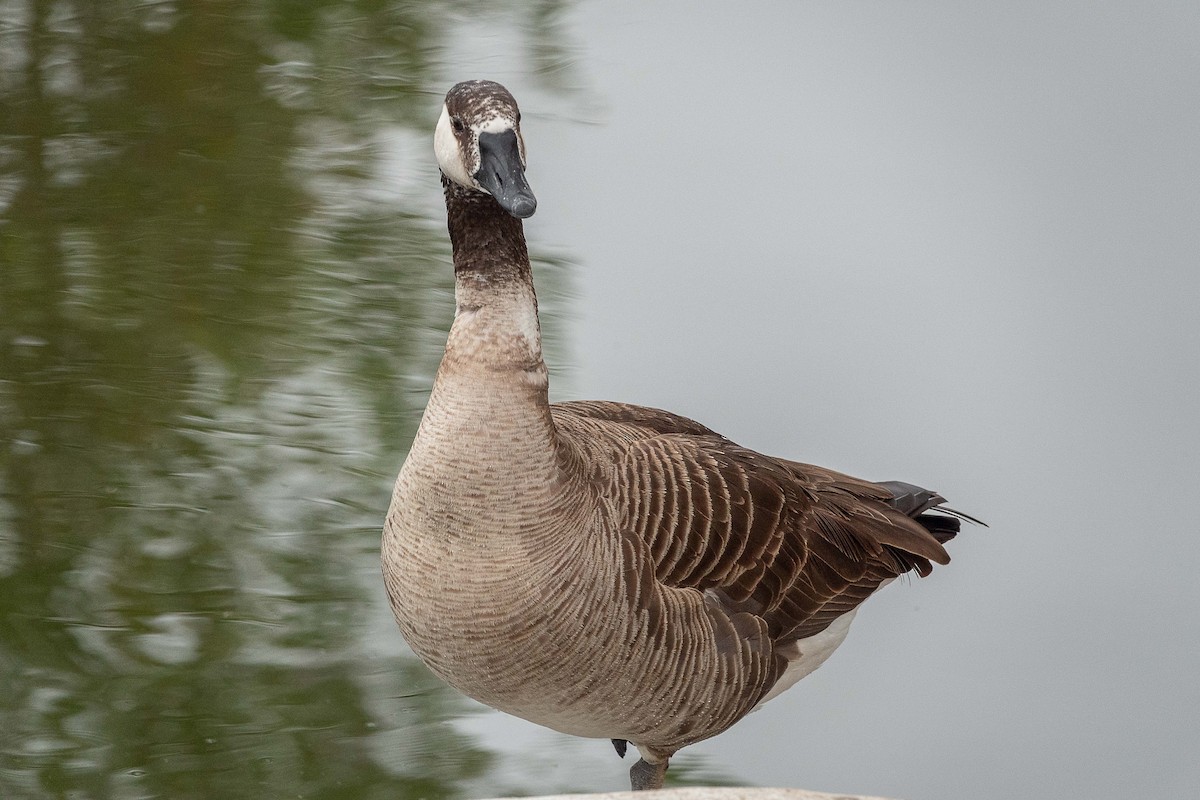 Domestic goose sp. x Canada Goose (hybrid) - ML618534863
