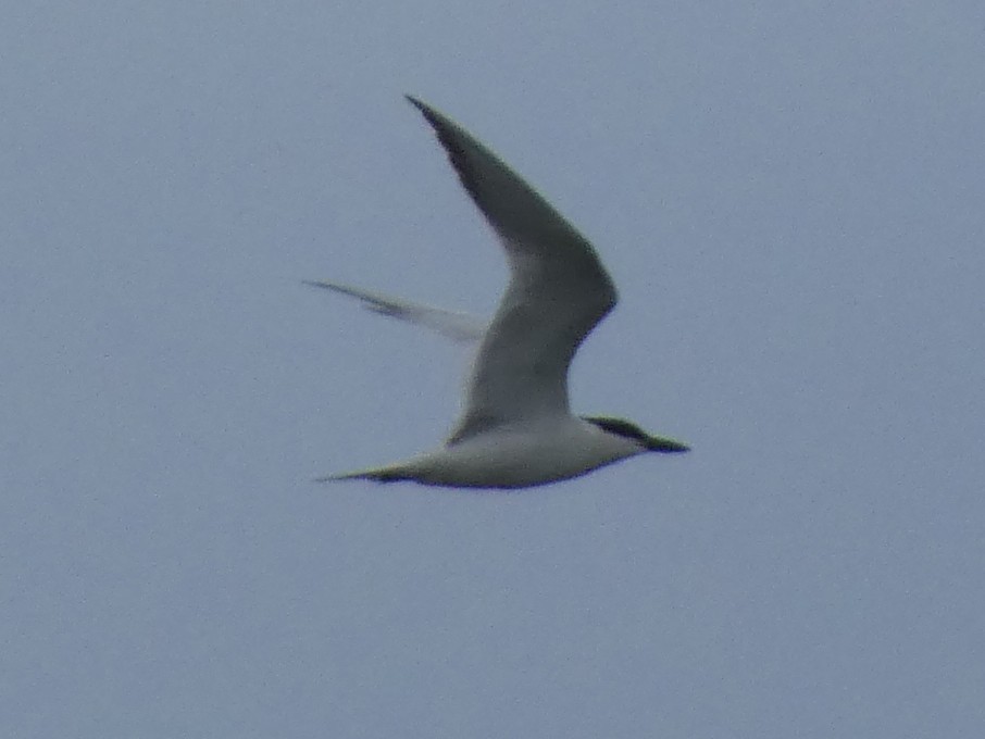 Gull-billed Tern - ML618534876