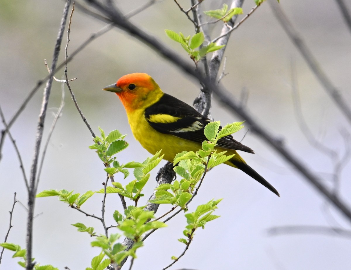 Western Tanager - ML618534921
