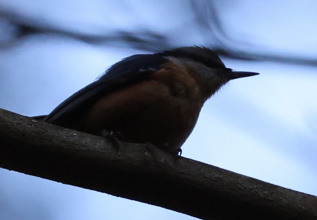 Red-breasted Nuthatch - ML618534947