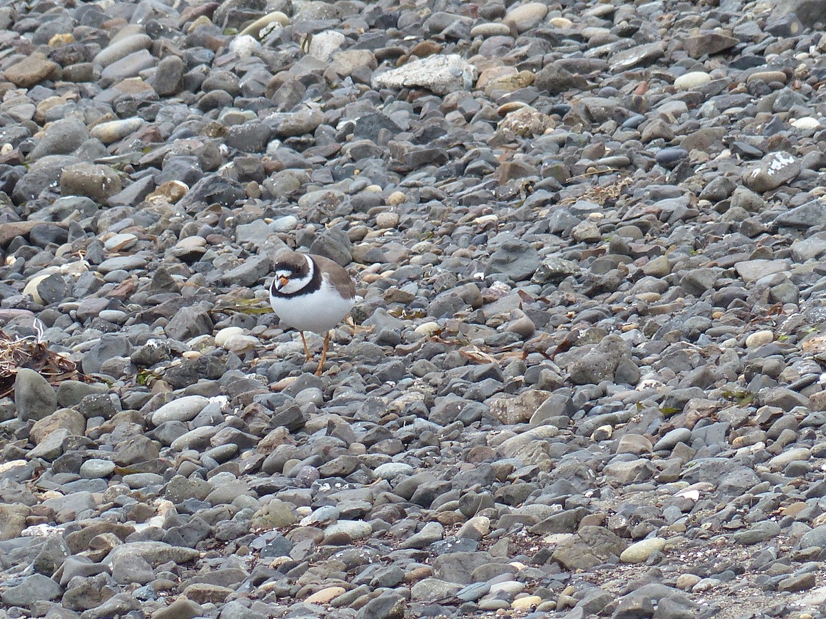 Semipalmated Plover - ML618534959