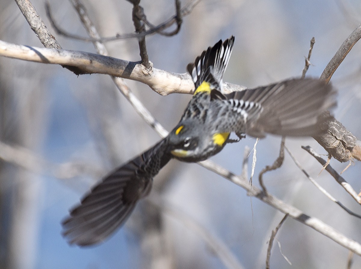Yellow-rumped Warbler (Myrtle x Audubon's) - ML618535002