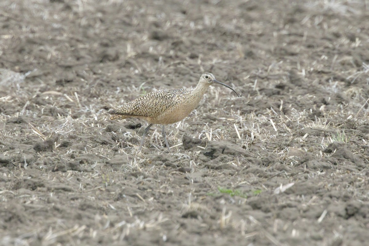 Long-billed Curlew - ML618535022
