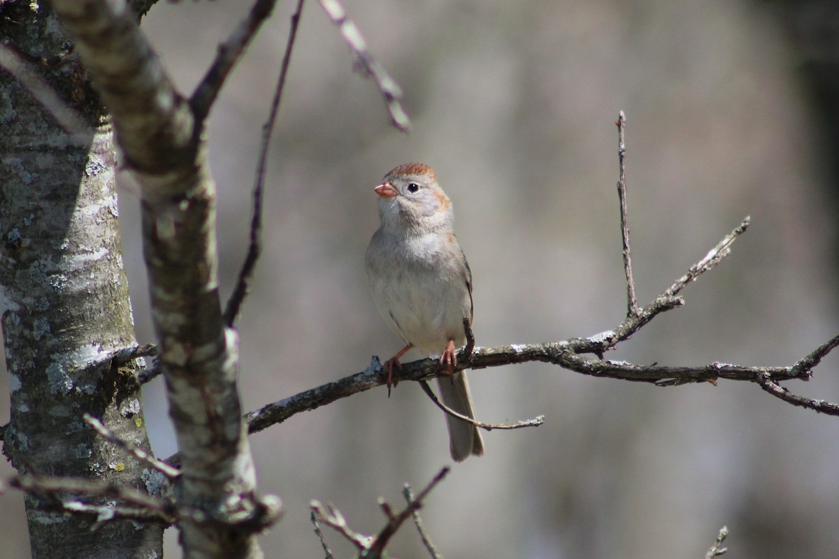 Field Sparrow - ML618535056